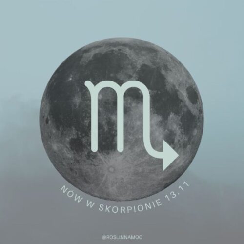 nowwskorpionie_roslinnamocpl_2023