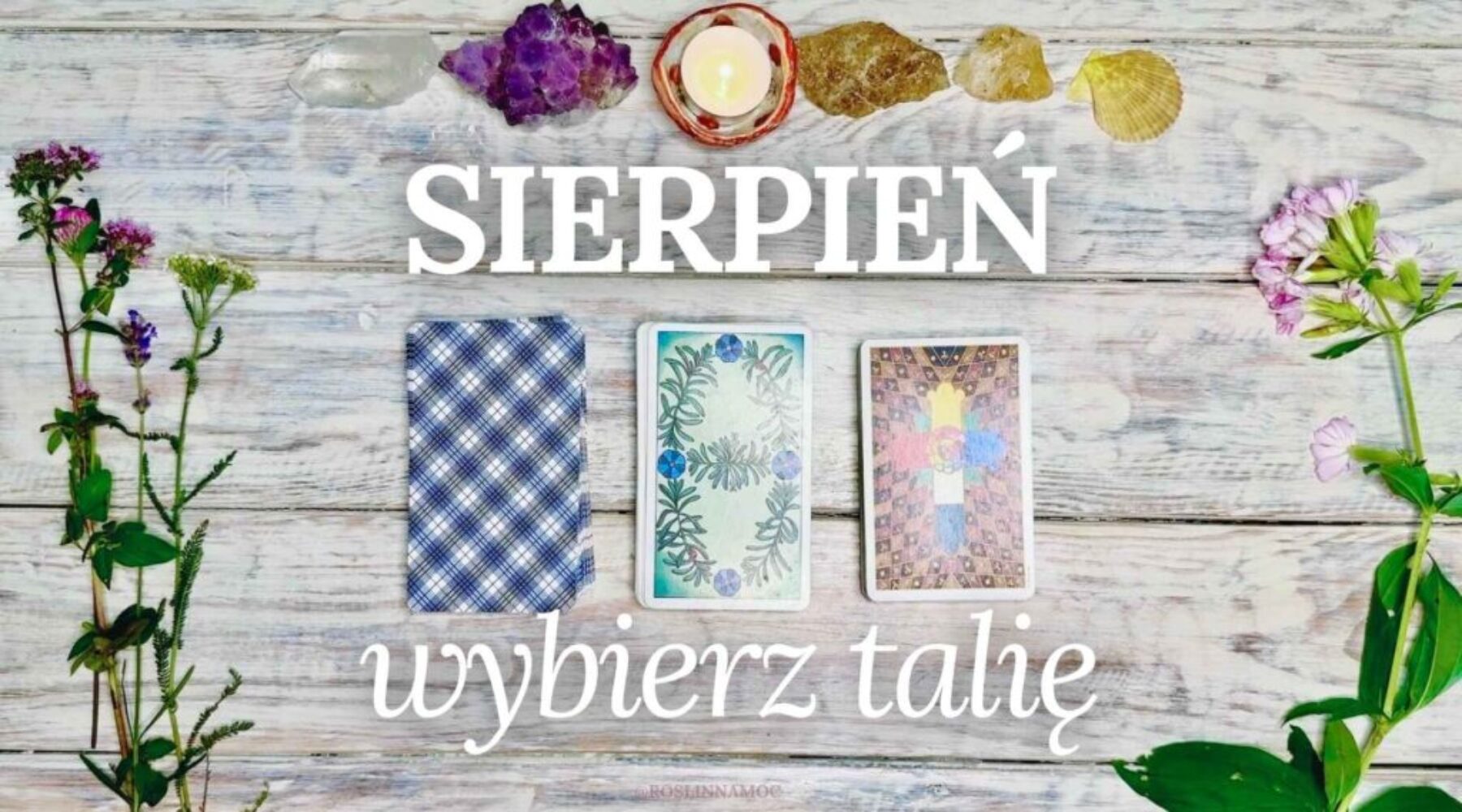 wybierztalie_sierpien2025_roslinnamocpl