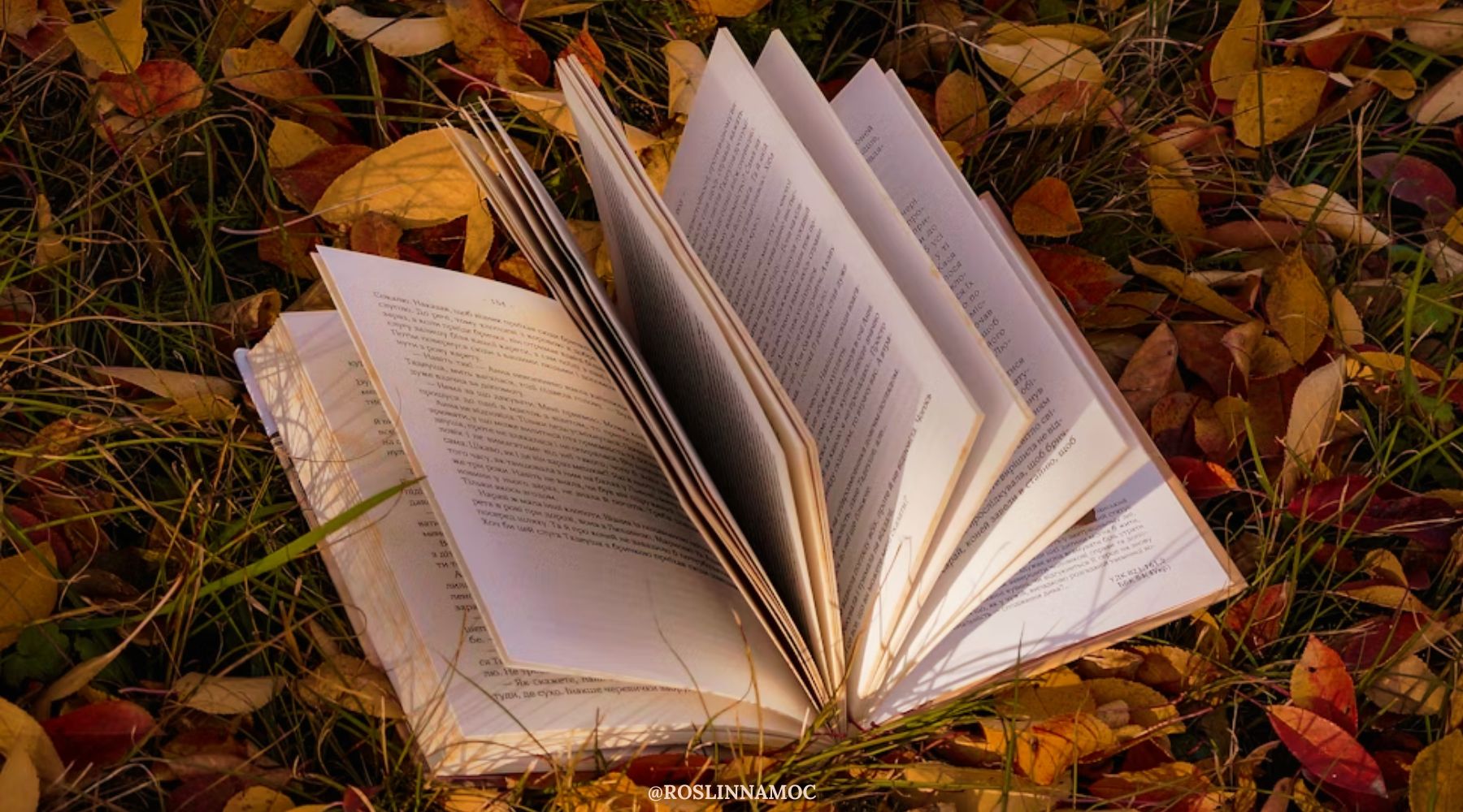 nowwaga3_2025_roslinnamocpl