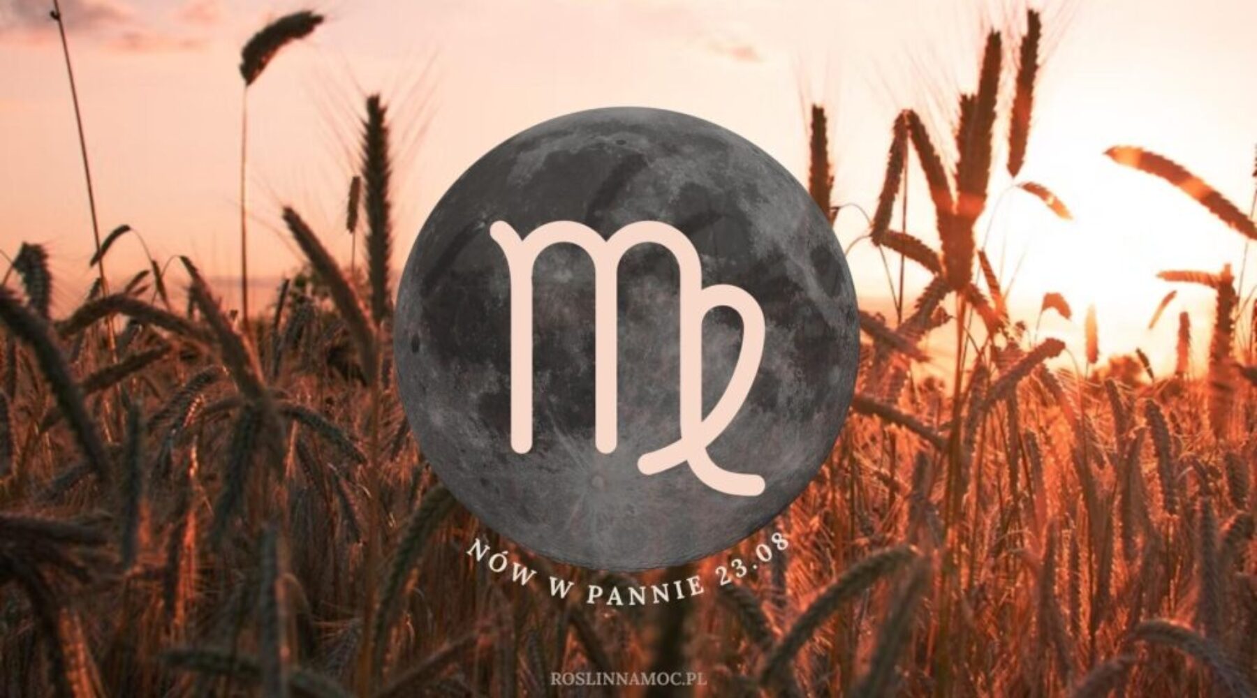 nowwpannie2025_roslinnamoc_pl