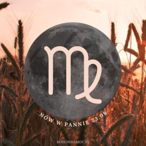 nowwpannie2025_roslinnamoc_pl
