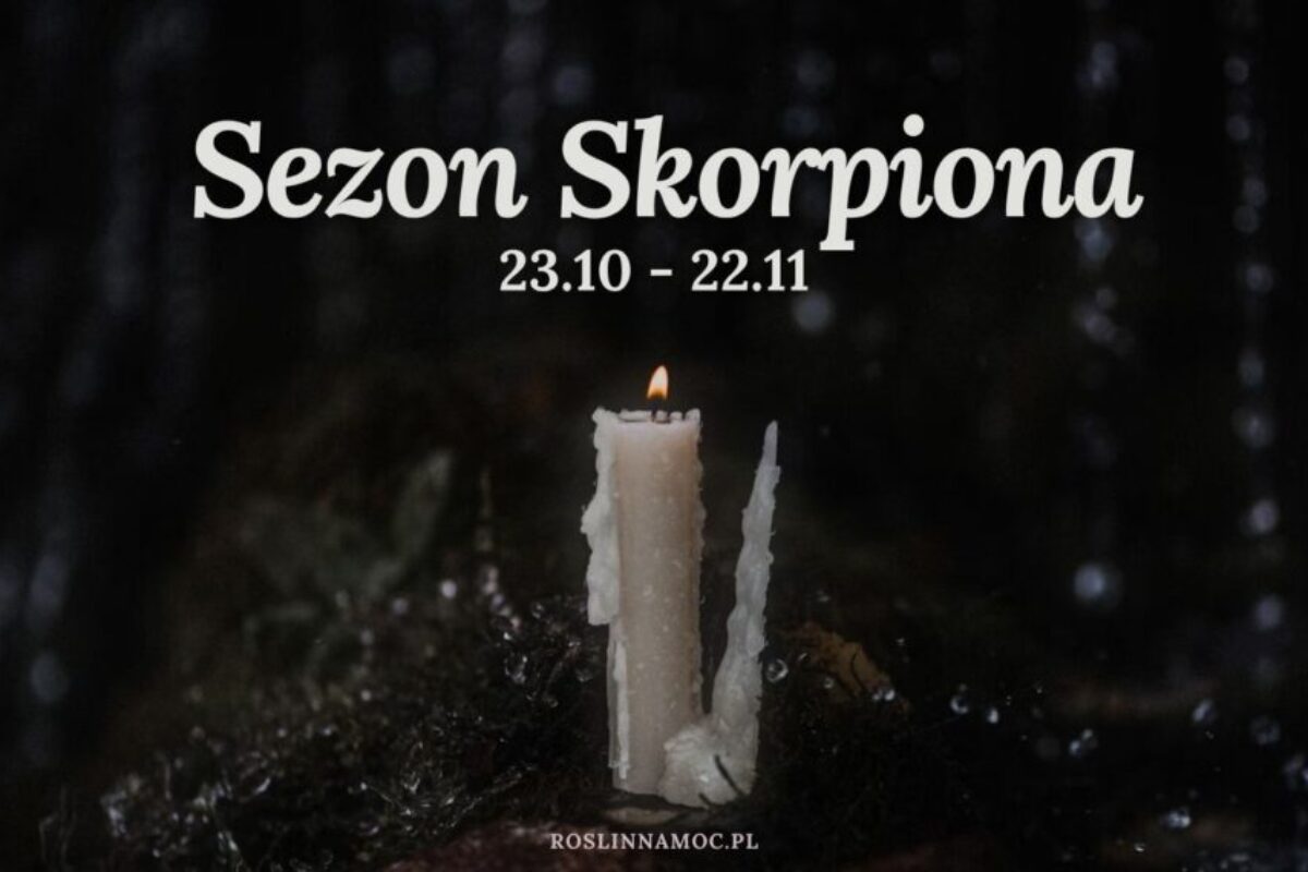 sezonskorpiona1_roslinnamocpl