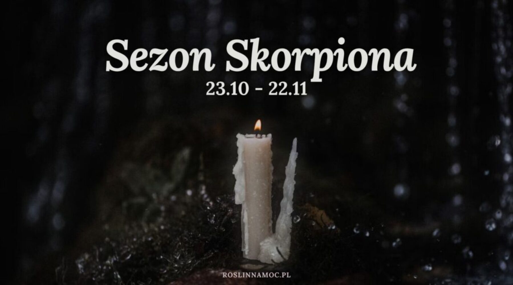 sezonskorpiona1_roslinnamocpl sezonskorpiona1_roslinnamocpl