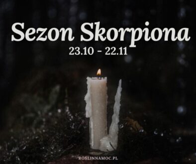 sezonskorpiona1_roslinnamocpl sezonskorpiona1_roslinnamocpl