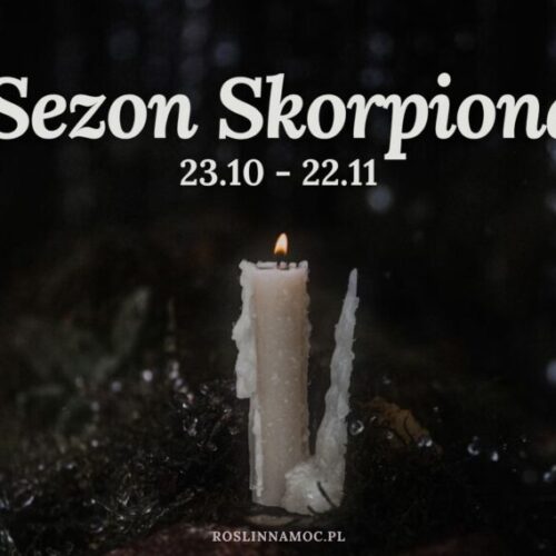 sezonskorpiona1_roslinnamocpl