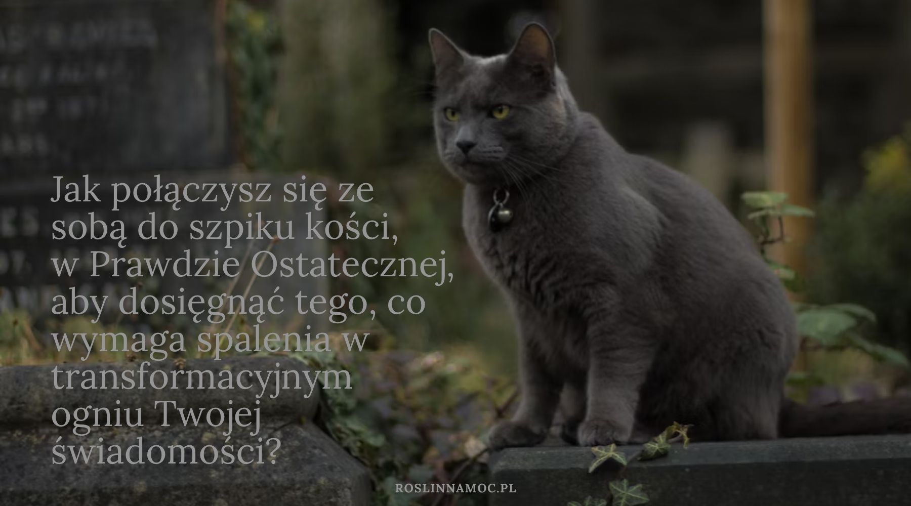 sezonskorpiona4_roslinnamocpl sezonskorpiona4_roslinnamocpl