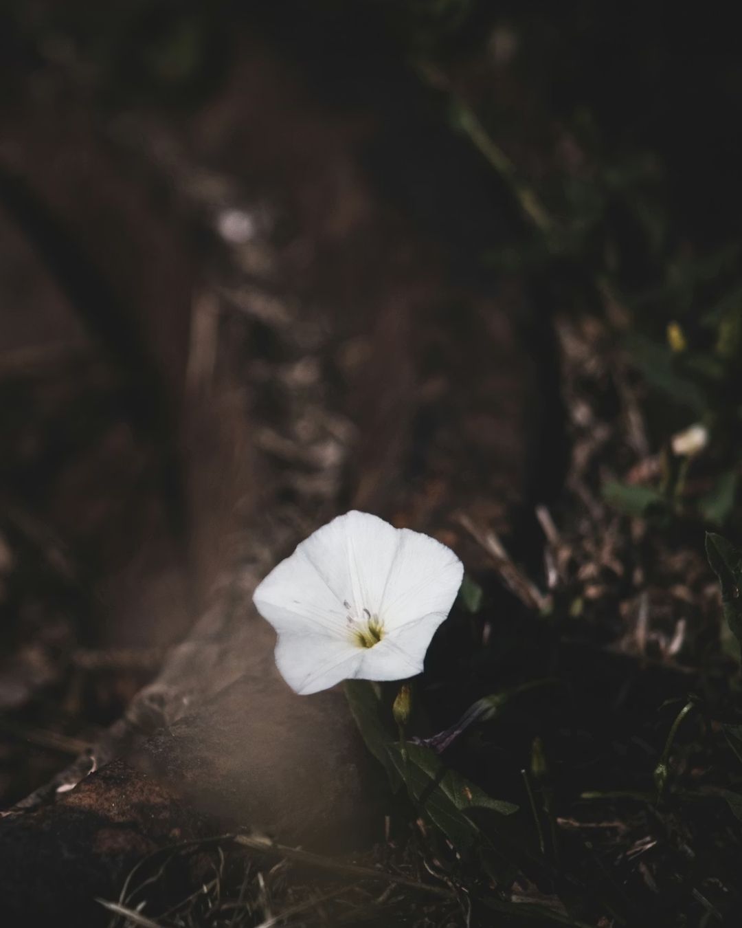 pełniarozkwitu-1-roslinnamoc