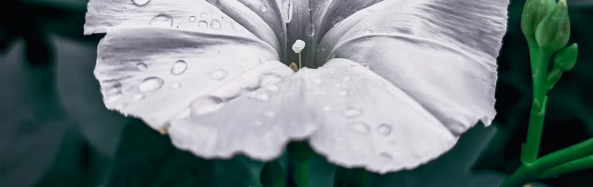 pełniarozkwitu-2-roslinnamoc