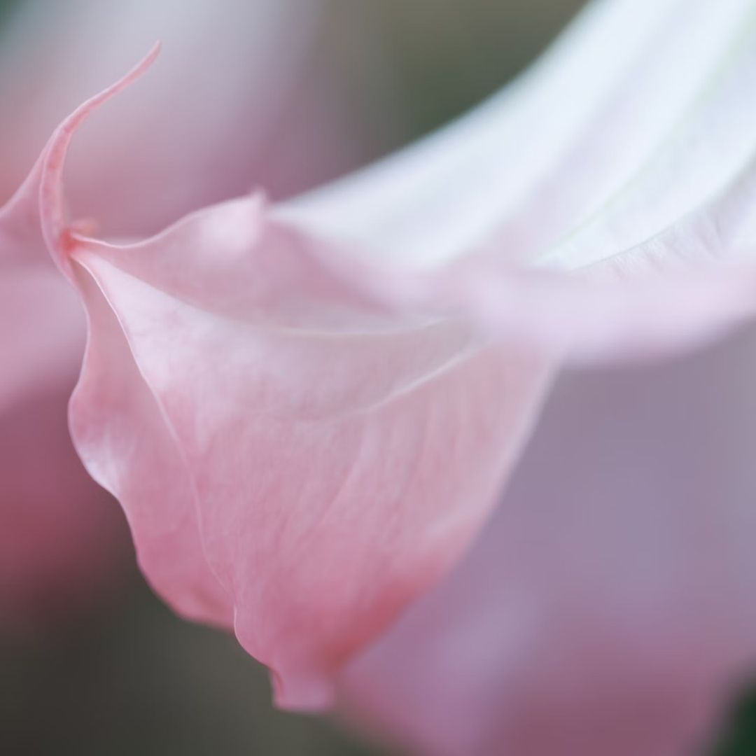 pełniarozkwitu-3-roslinnamoc