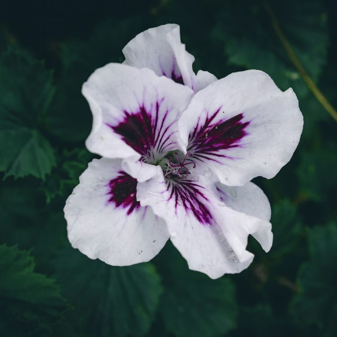 pełniarozkwitu-4-roslinnamoc