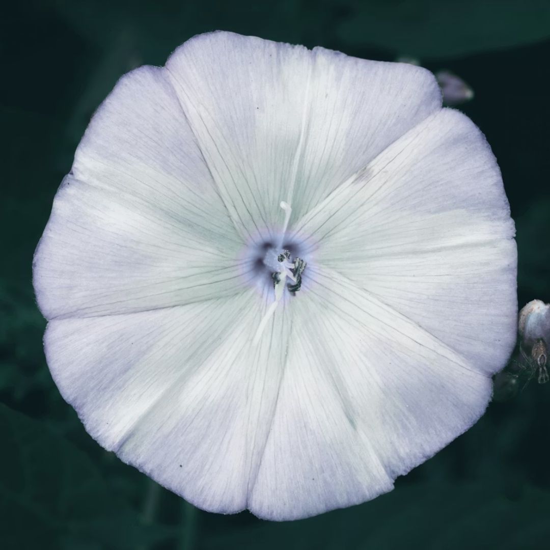 pełniarozkwitu-5-roslinnamoc