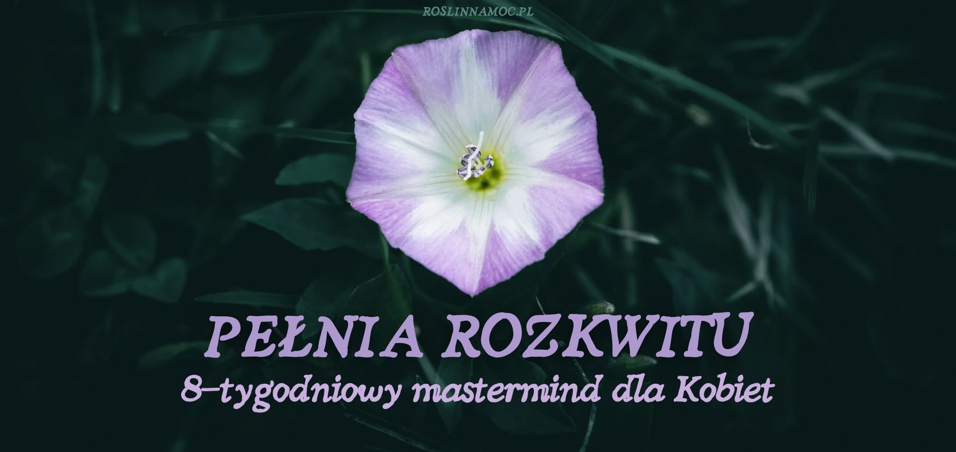 pelniarozkwitu-mastermind-roslinnamoc
