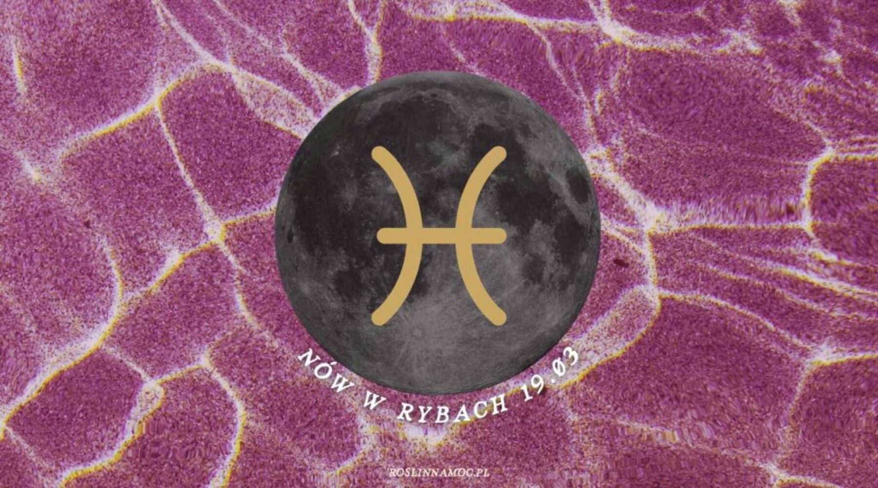 nowryby26-1-roslinnamocpl