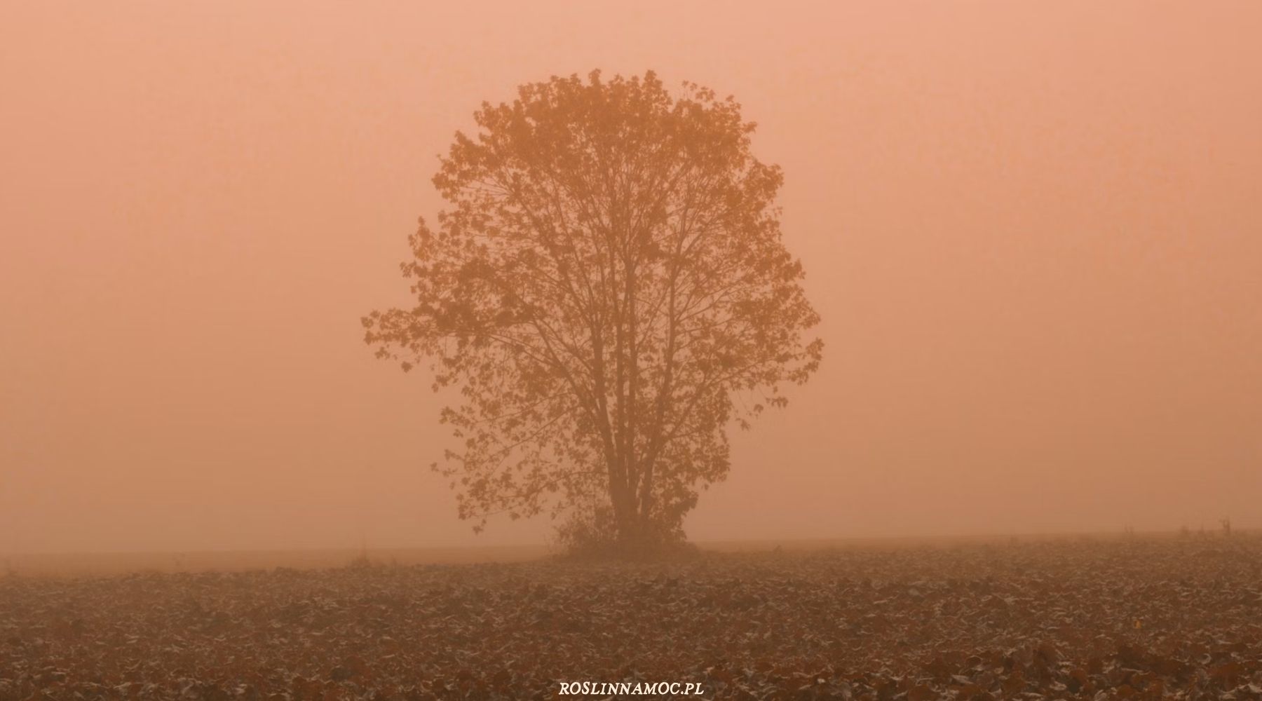 pelniawpannie2026-3-roslinnamocpl