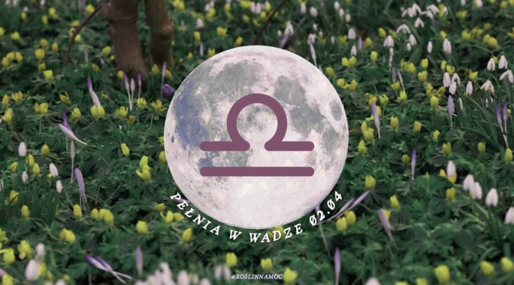 pelniawwadze26-1-roslinnamocpl