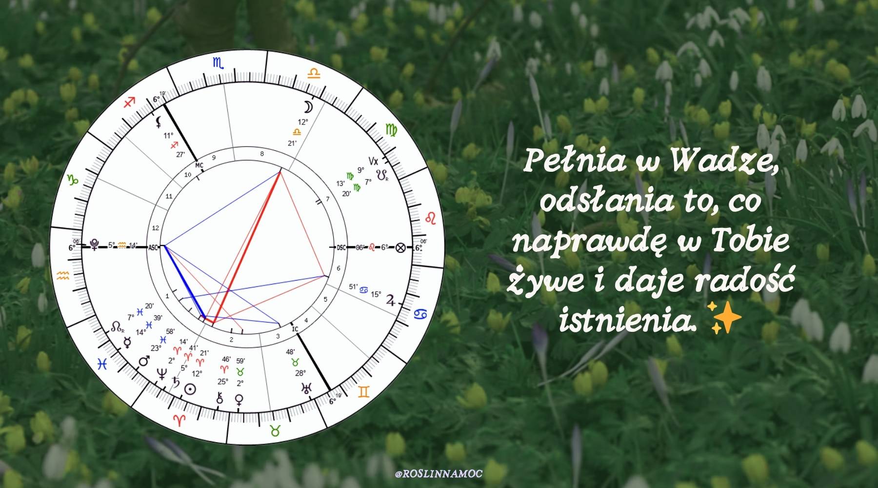 pelniawwadze26-2-roslinnamocpl