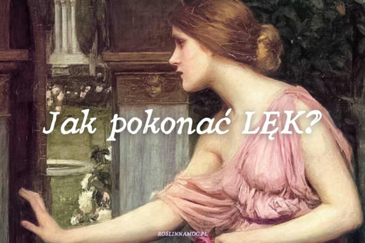 2_jakpokonaclek_roslinnamocpl