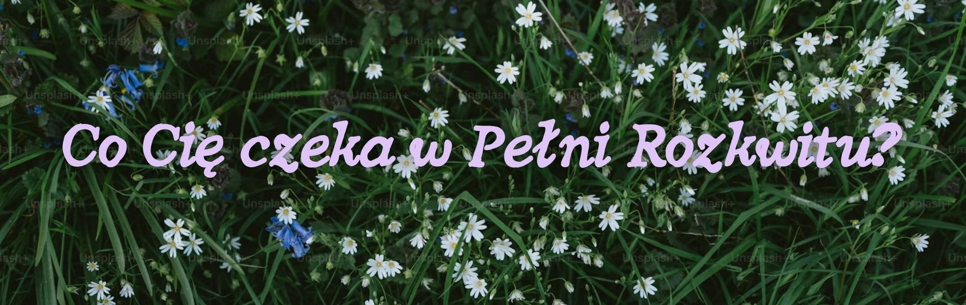 Co Cię czeka w Pełni Rozkwitu-roslinnamocpl