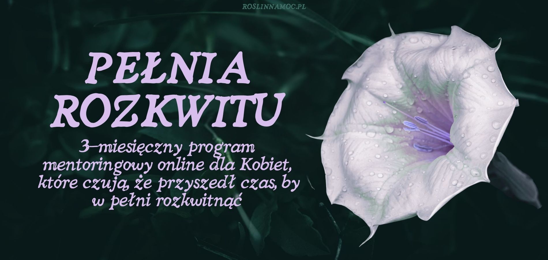 pelniarozkwitu-cover-komp-roslinnamocpl