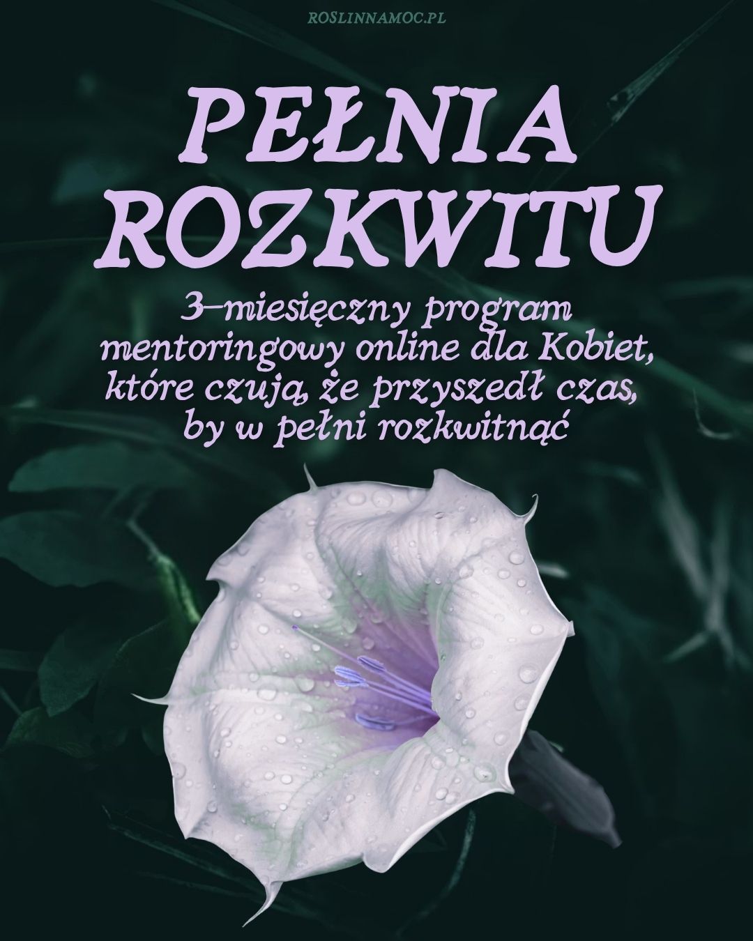 pelniarozkwitu-cover-tel-roslinnamocpl